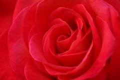 出荷いたしました