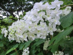 そうこうしているうちに