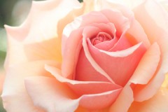 用意できてない