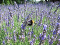 暑さ　と　冷え