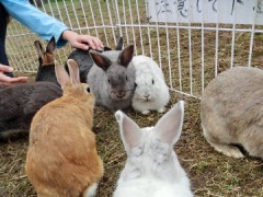 ウサギが映ってない