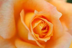 逃げたくなって