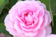 確定してません