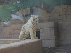 してなかったナ