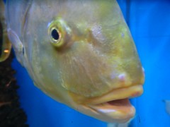 出てこなかった