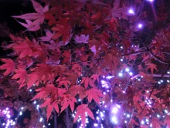 モミジイルミ