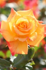 マスクをしている