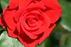 弁当　忘れても・・・