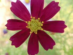 イエローハット