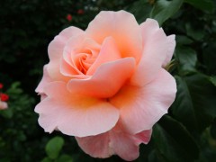 身に覚えが無い