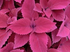 言いぶん　が　違う