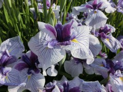 見付からなかった