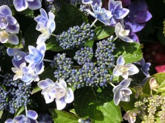 弱くなってから