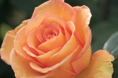 ナンバーポータビリティ