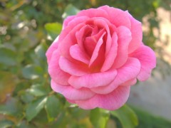 メンドクセーナー