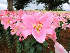 ネットバンキング