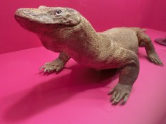 コモドオオトカゲ