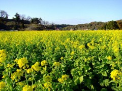 菜の花