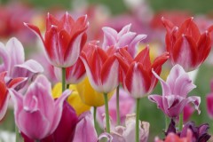 佐倉チューリップフェスタ2024