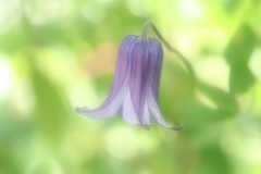 ソフトフィルター