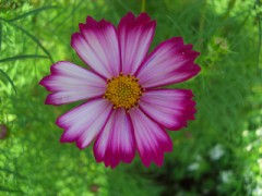 コスモス