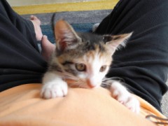 あしあと帳＆今日のあれこれ