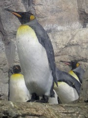 【お題日記】気分転換にすること