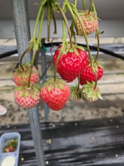 【お題日記】デジタル化しすぎて逆に不便に思う事