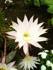 【お題日記】普段よくこれ飲んでます