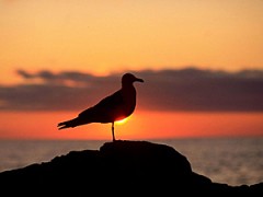 甘くないのが好き