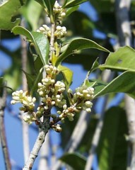 金木犀と銀木犀