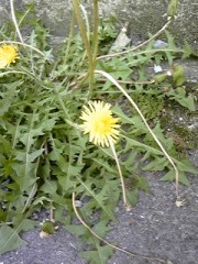 たんぽぽのように＾＾強く生きたい！