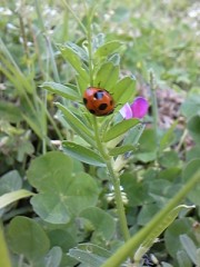 幸せをみつけよう！