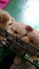 行ってきたよ。保健所。