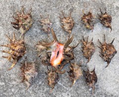 【お題日記】ご当地自慢