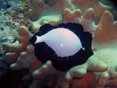 【お題日記】最近変わった事