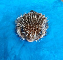 【お題日記】好きな柔軟剤教えて