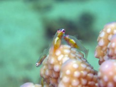 【お題日記】TV派？YouTube派？