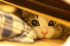 猫派ですか？犬派ですか？