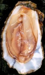 【お題日記】夫の「おこづかい制」どう思う？