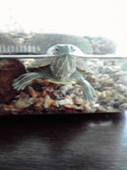 地震予知する亀？3