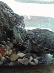 亀が静かになりました。