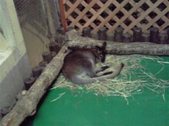 那須どうぶつ王国