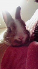 うさぎ、飼いはじめました！