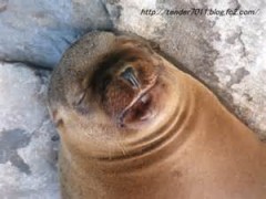 【お題日記】童貞や処女とHしたい？