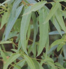 ユーカリのちから