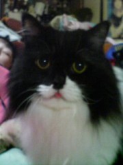 【お題日記】「猫の日」！みなさんは猫派？犬派？