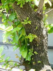 恐るべし生命力