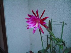 ダメでした。。。。