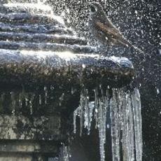 都心で　つらら　　　一番の冷え込み